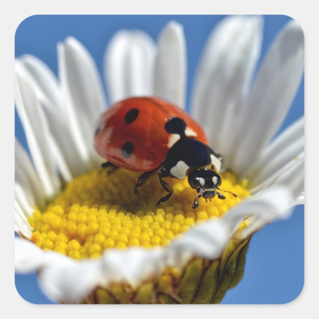 Lady bug on daisy postcard square sticker (Front)