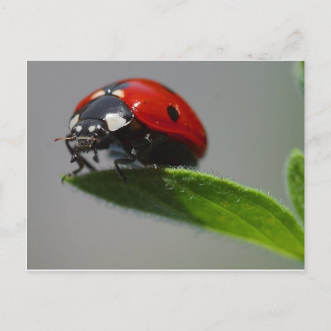 lady bug postcard (Front)