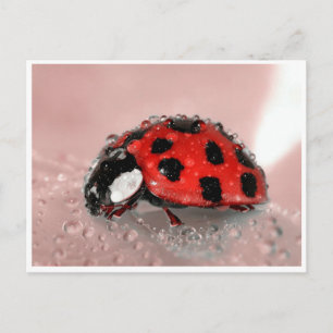 Lady Bug Postcard