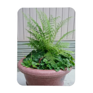 Lady Fern and Wild Ginger Magnet