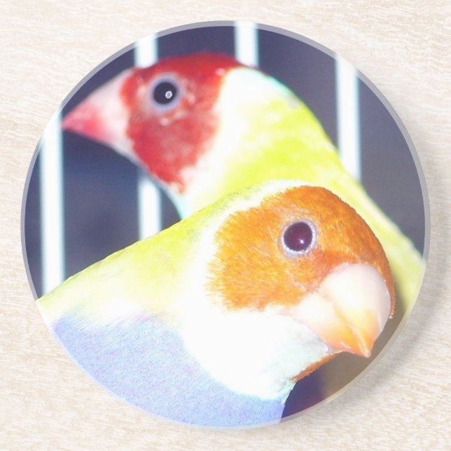 Lady Gouldian Finch Coaster (Front)