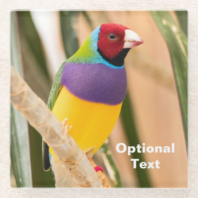 Lady Gouldian Finch Glass Coaster (Front)