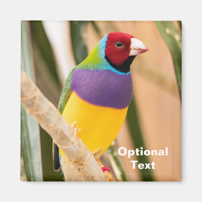 Lady Gouldian Finch Magnet (Front)