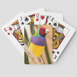 Lady Gouldian Finch Playing Cards