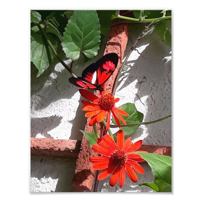 Lady in Red Limited Edition  Photo Print (Front)