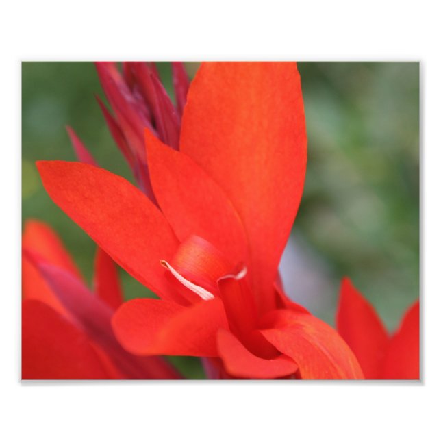 "Lady in Red" Red Canna Lily Closeup Photo Print (Front)