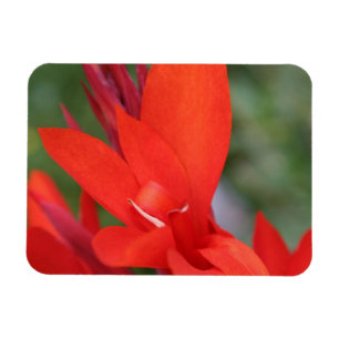 "Lady in Red" Red Canna Lily Photo Magnet