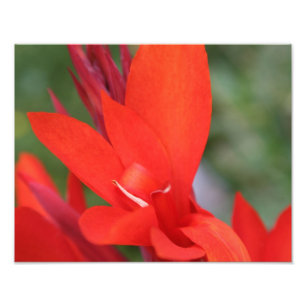 "Lady in Red" Red Canna Lily Photo Print