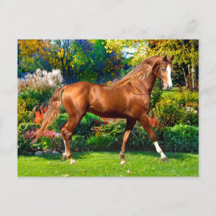 "Lady Jane" Postcard