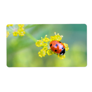 lady on top