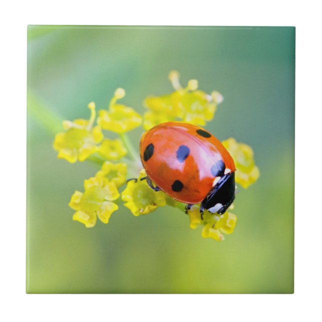 lady on top tile (Front)