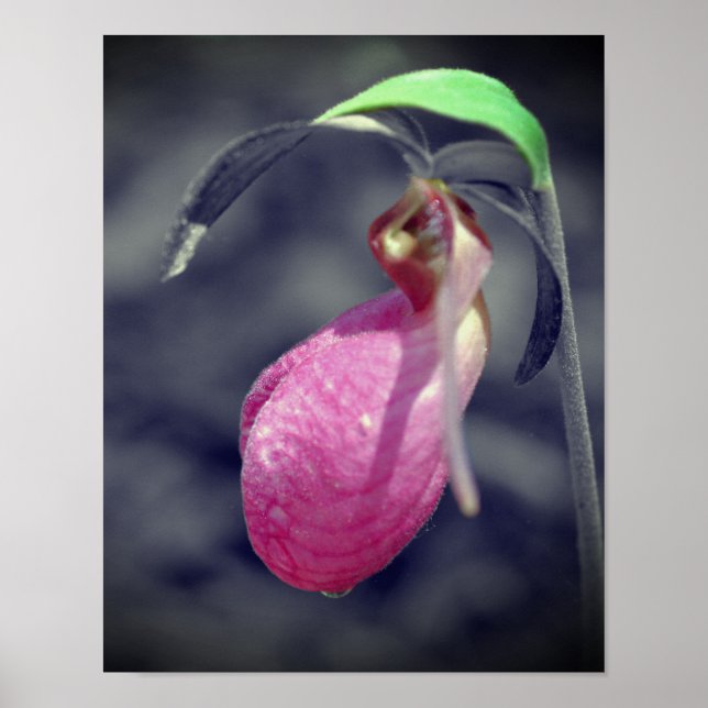 Lady Slipper Flower Black And White Partial Colour Poster (Front)