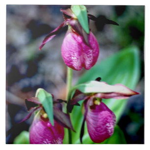 Lady Slipper I, Pink Green Garden Delight Ceramic Tile