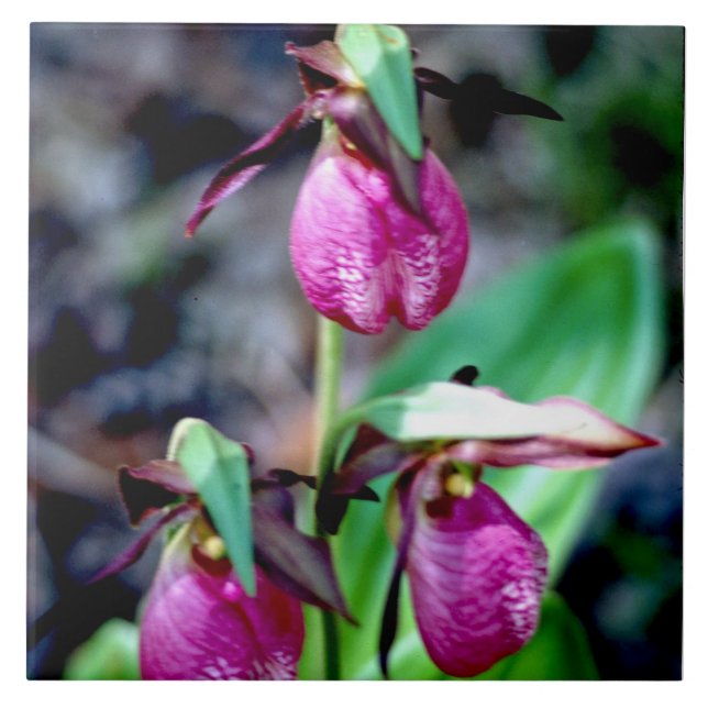 Lady Slipper I, Pink Green Garden Delight Ceramic Tile (Front)