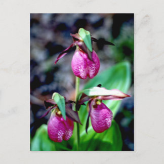 Lady Slipper I, Pink Green Garden Delight Postcard