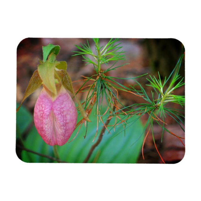 Lady Slipper Orchid Frame Add Your Photo Magnet (Horizontal)