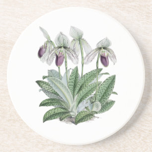 Lady Slipper Orchid Sandstone Drink Coaster