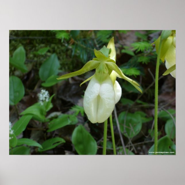 Lady slipper poster (Front)