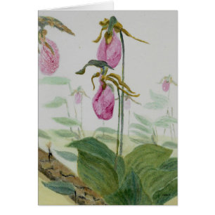 Lady Slippers