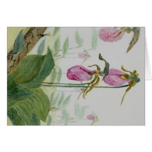 Lady Slippers