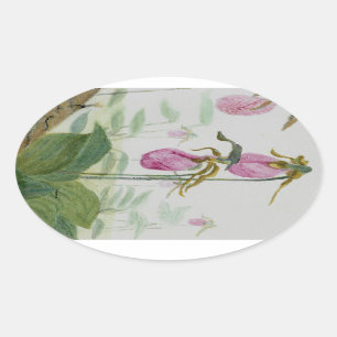 Lady Slippers Oval Sticker