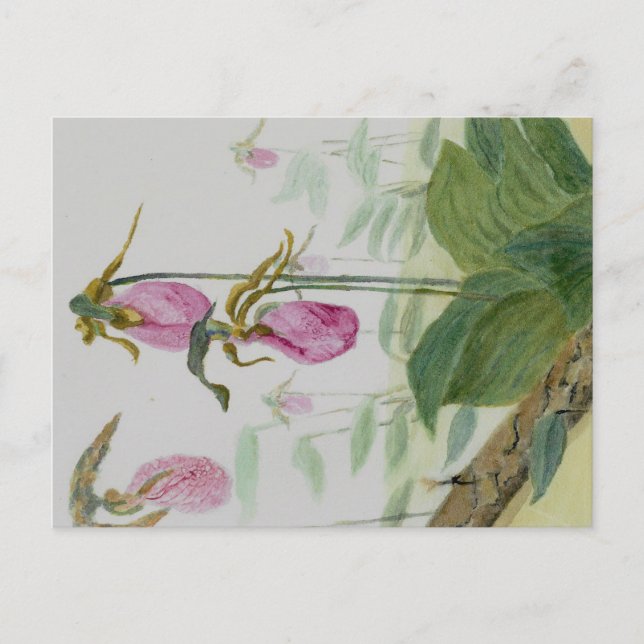 Lady Slippers Postcard (Front)