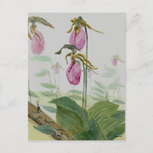 Lady Slippers Postcard