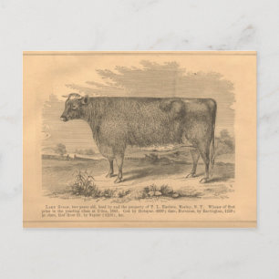 Lady Susan, First Prize Cow at Utica, 1863 Postcard