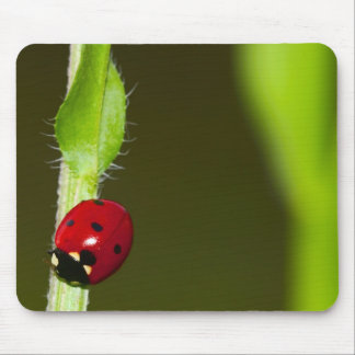 Ladybeetle mousepad