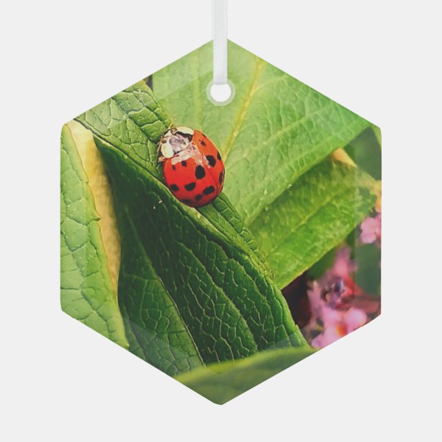 Ladybird Glass Tree Decoration (Front)