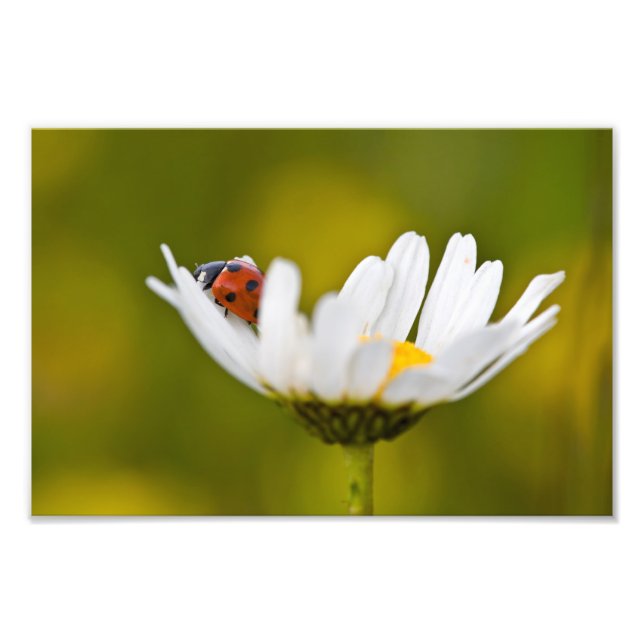Ladybird in Oxeye Daisy - Photo Print 12" x 8" (Front)