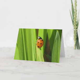 Ladybird Insect Colour Photo Image Greeting Card