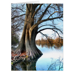 Ladybird Lake Cypress 2 in Austin Texas