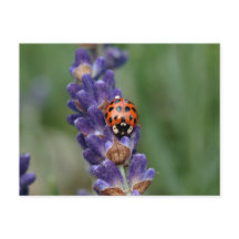 Ladybird loves lavender