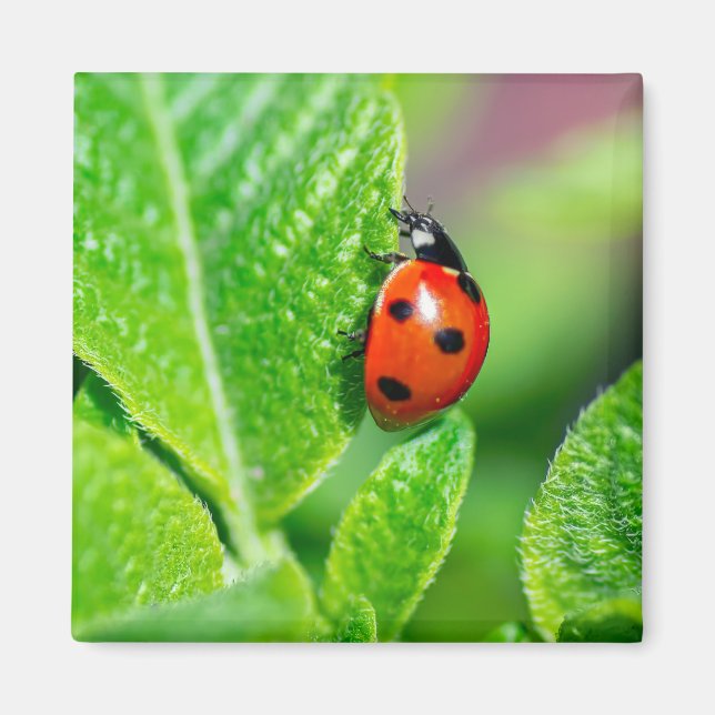 Ladybird Magnet (Front)