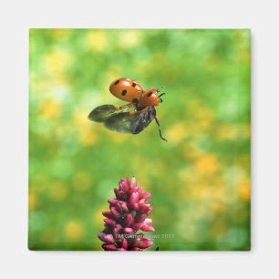 ladybird magnet