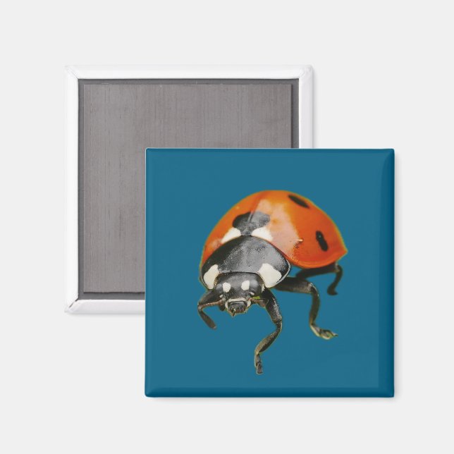 Ladybird Magnet (Front/Back)