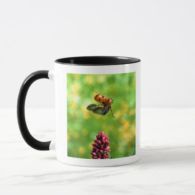 ladybird mug (Left)