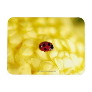 Ladybird on a yellow chrysanthemum magnet