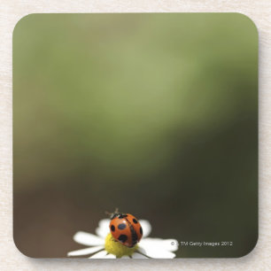 Ladybird on Chamomile Flower Coaster