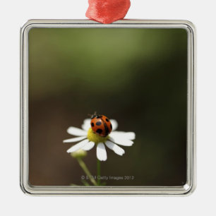 Ladybird on Chamomile Flower Metal Tree Decoration