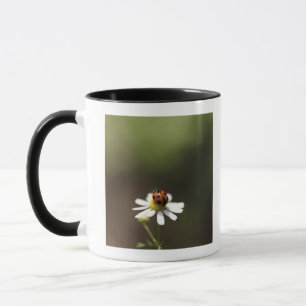 Ladybird on Chamomile Flower Mug