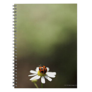 Ladybird on Chamomile Flower Notebook