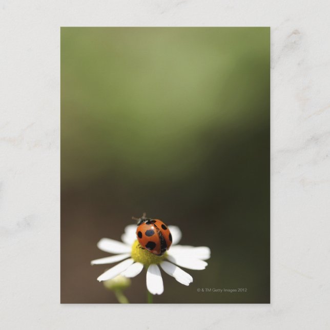 Ladybird on Chamomile Flower Postcard (Front)