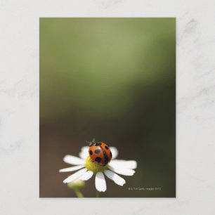 Ladybird on Chamomile Flower Postcard