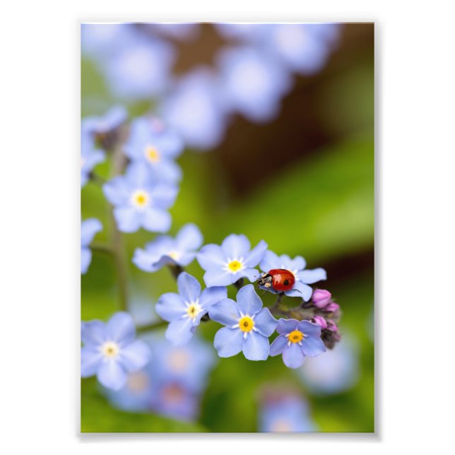 Ladybird on Forget-me-not Print 5x7" (Front)