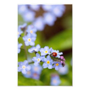 Ladybird on Forget-me-not Print 8x12"