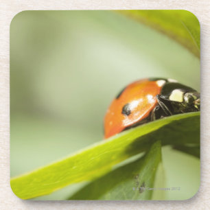 Ladybird on leaf,Ladybug on leaf Coaster