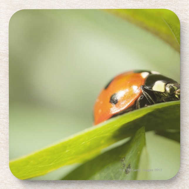 Ladybird on leaf,Ladybug on leaf Coaster (Front)