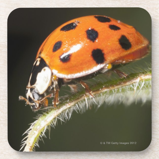 Ladybird on leaf,Ladybug on leaf Coaster (Front)